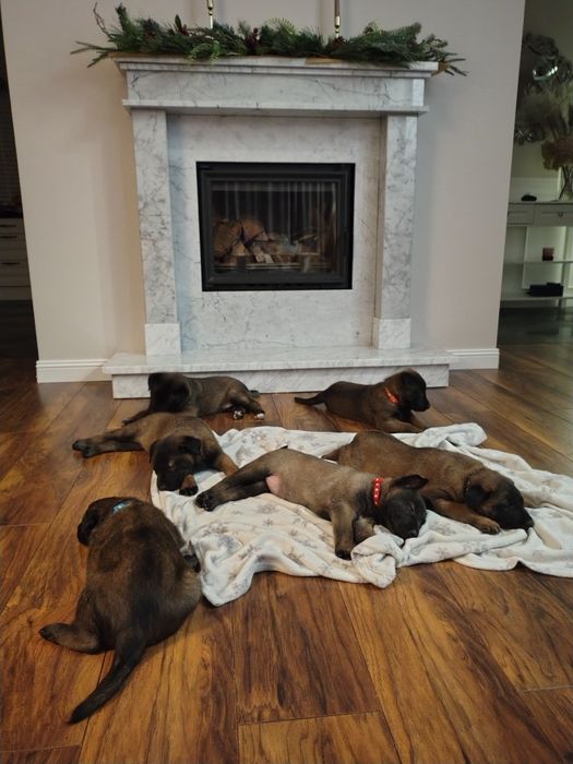 Owczarek belgijski

Z ogromną radością przedstaw