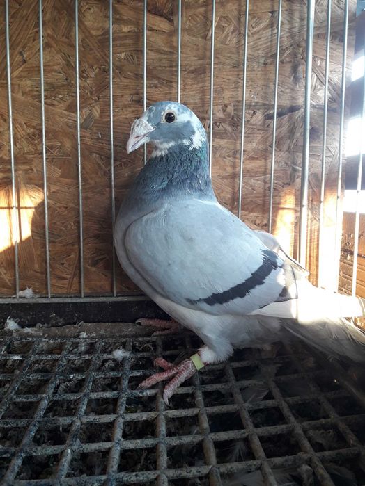 Golebie staropolskie samice