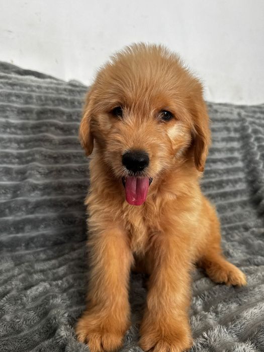 Labradoodle  piesek  Kubuś