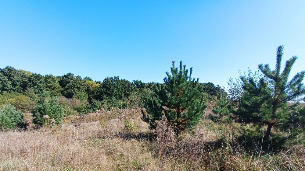 Продаж ділянок біля лісу