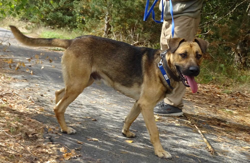 Energiczny Lizak  - wierny przyjaciel