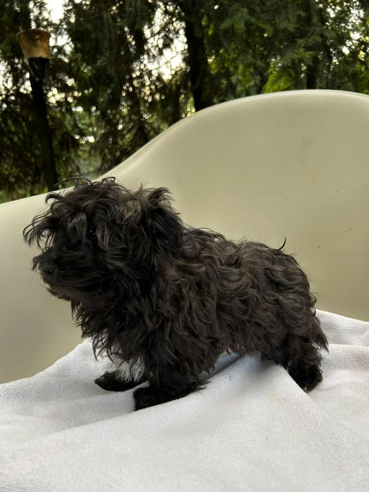 Irokez piesek rasy Rosyjska Bolonka Kolorowa