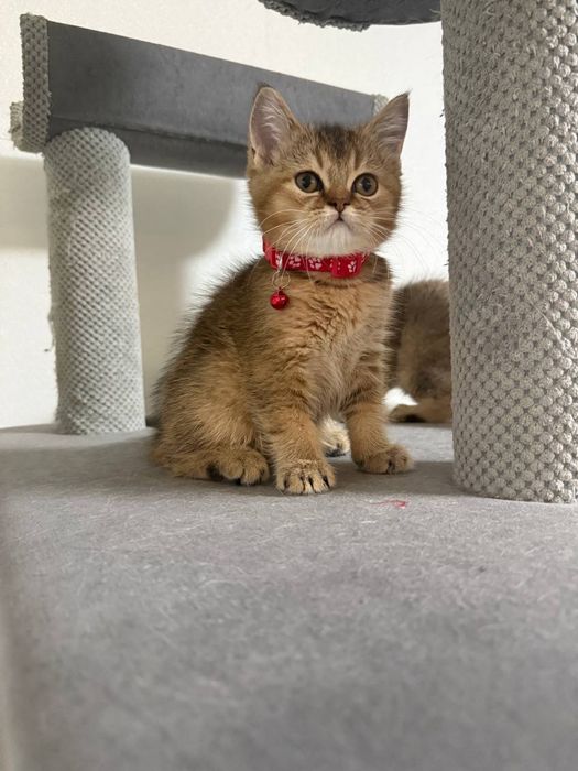 Продам грайливих кошенят