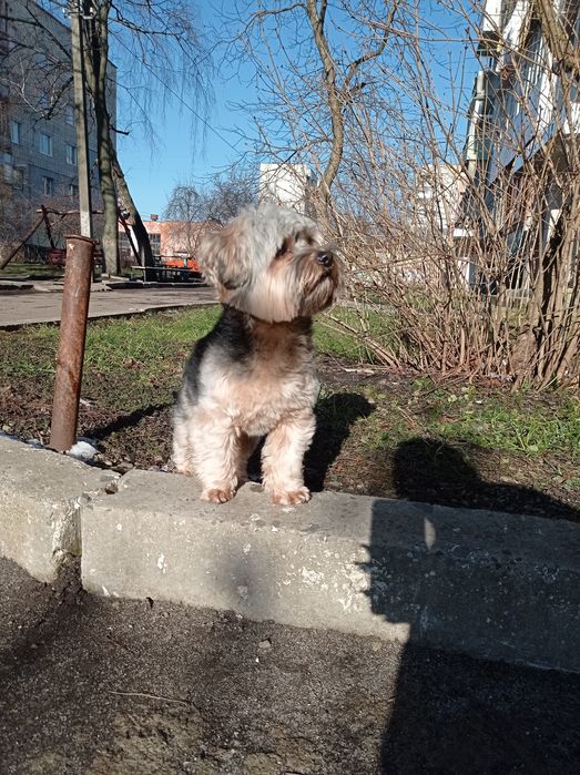 в'язка  красунчика йорка