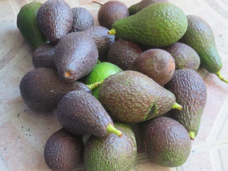 Abacate Biológico de Produção Nacional