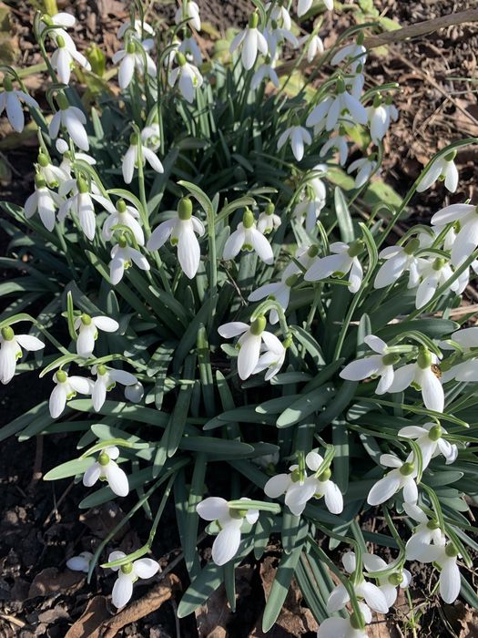 Перші квіти весни