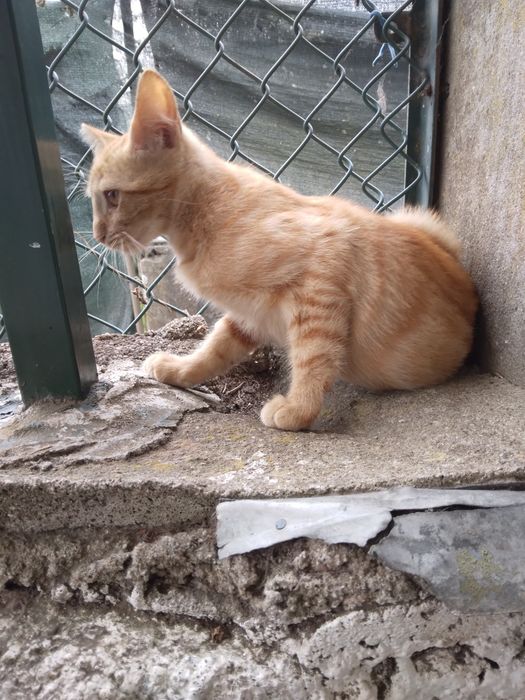 Dou gatinha amarela saudável