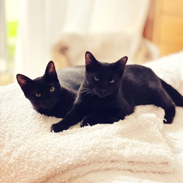 Gatinhos para adopção