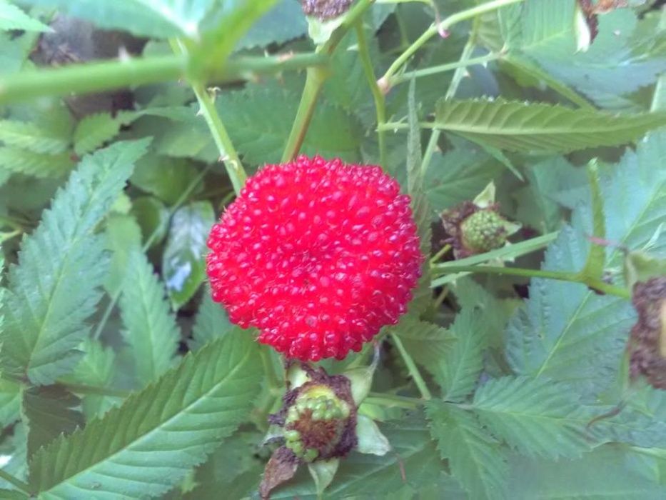 Малина продам мяо мяо