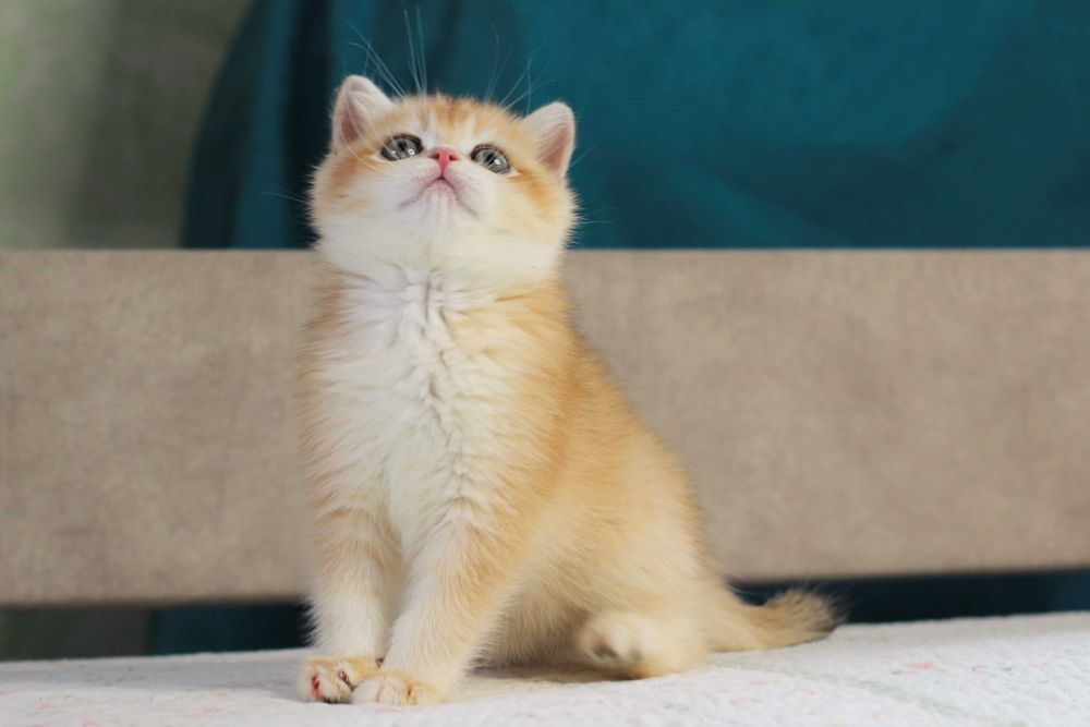 Милий британський хлопчик