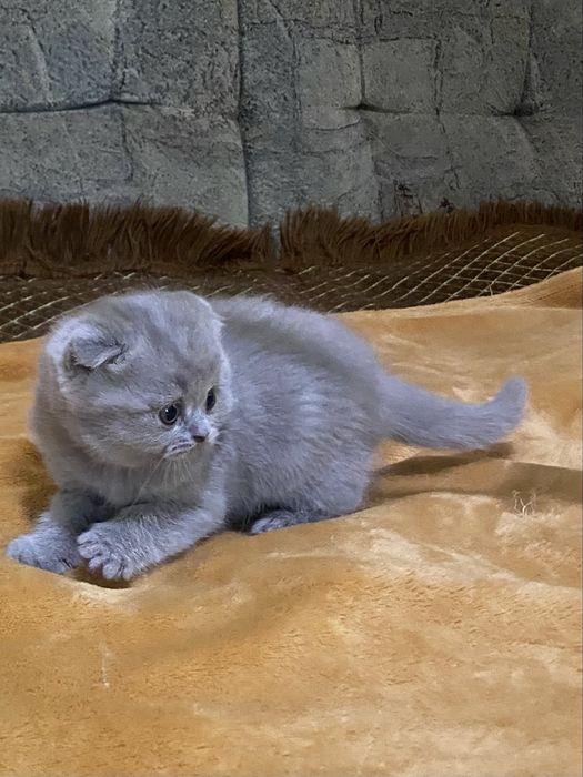 Хлопчик шотландської вісловухої