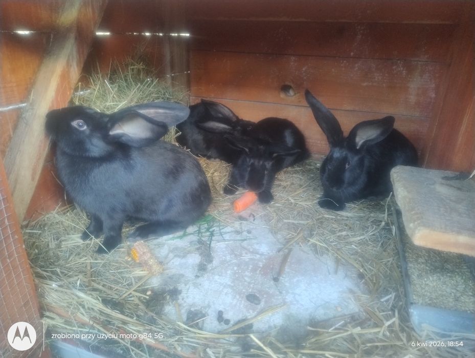 Króliki hodowlane- mięsne