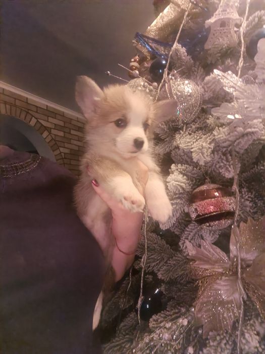 Дві чарівні дівчинка коргі