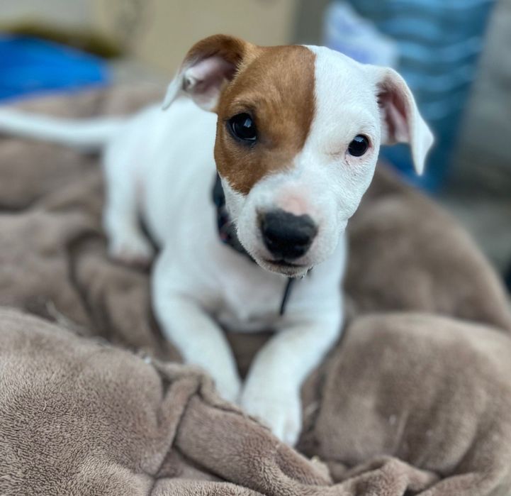 Продам цуценя Джек Рассел