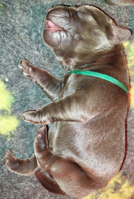 Labrador Retriever ZKwP/FCI- czekoladowy piesek