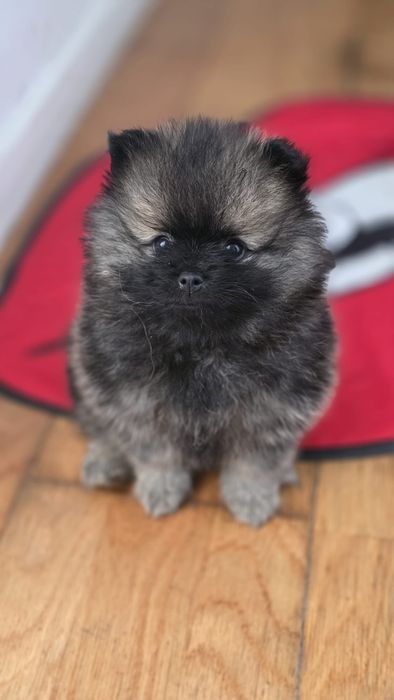 Boa, sou MAYCOL e são Spitz alemão anão e Lulu de Pomerânia