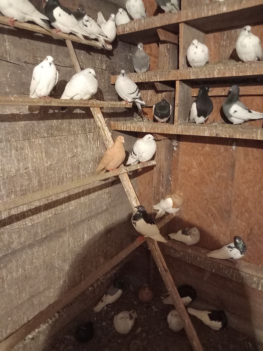 Sprzedam gołębie widoczne na zdjęciach