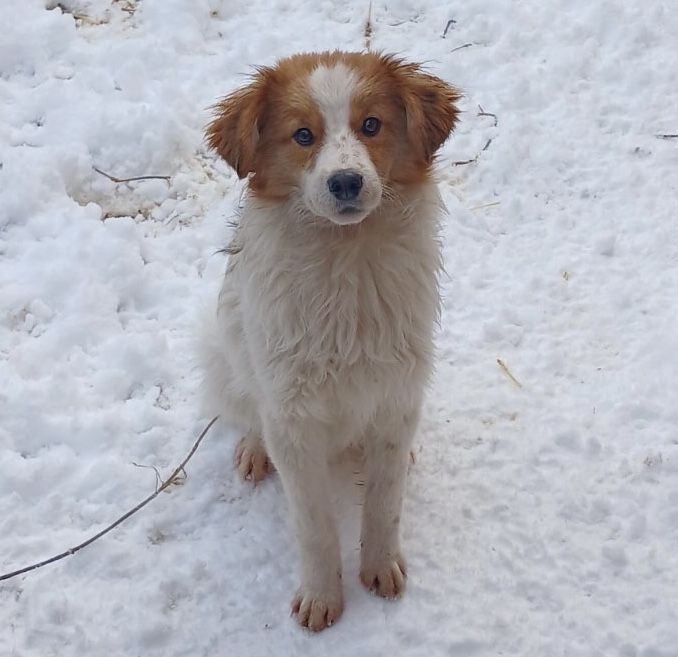 Хлопчик Вінні шукає дім!