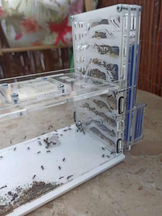 Mrówki z Indii stabilna kolonia Camponotus binghamii