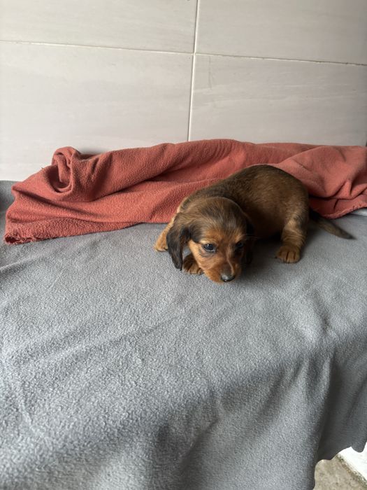 Teckel femea miniatura de pelo comprido