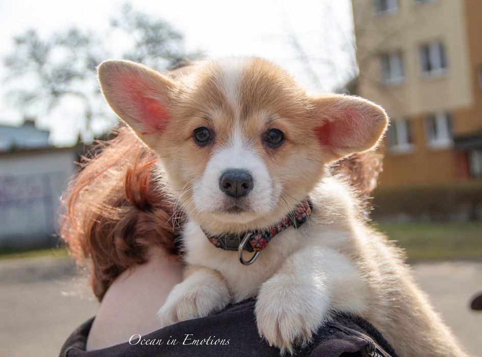 Corgi Pembroke FCI
