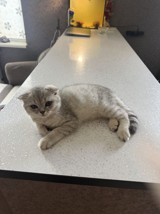 Котик скоттиш страйт+серебряная шиншила