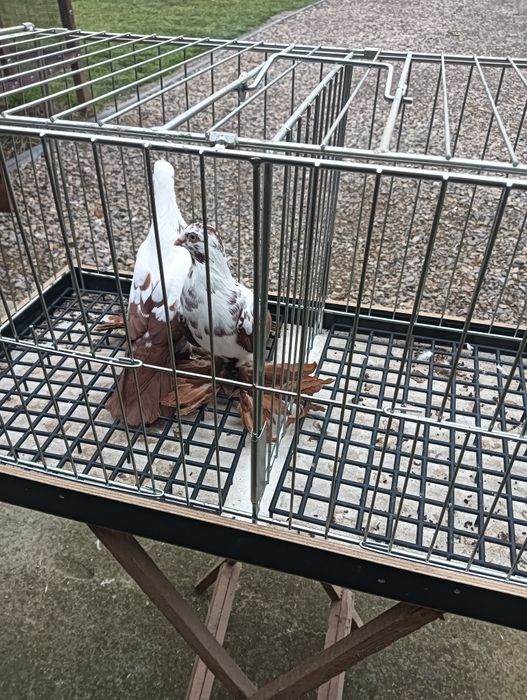 Gołębie ozdobne motyle