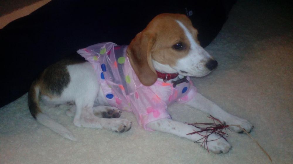 Casaco impermeável para cadela