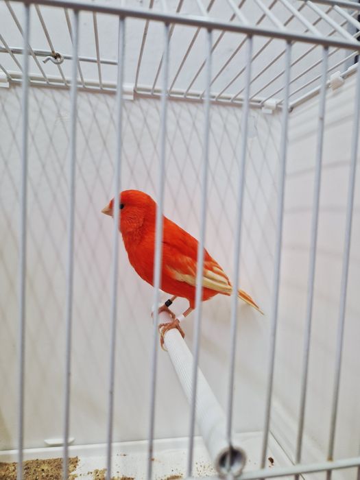 Kanarek Kanarki Samice czerwony 2025r