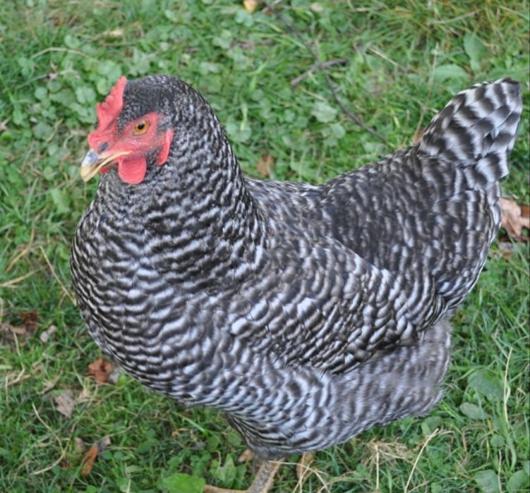 "Чеський домінант"