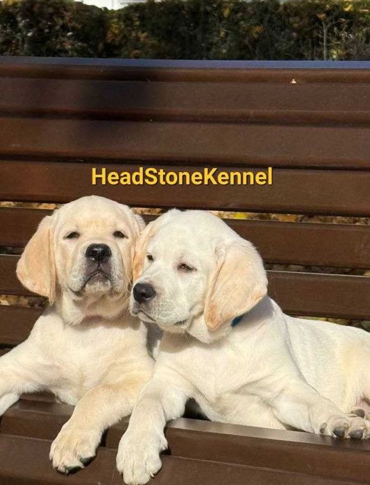 Лабрадор ретривер Щенки