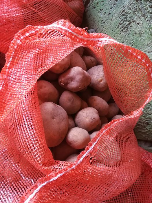 Ziemniaki vineta 2 zł/kg ładne duże smaczne