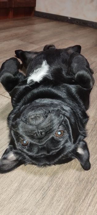 В'язкя МОПСА Безкоштовно