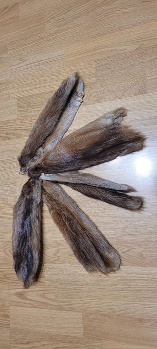 Futro nutrii, skórki