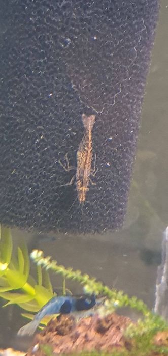 Camarões neocaridina wild