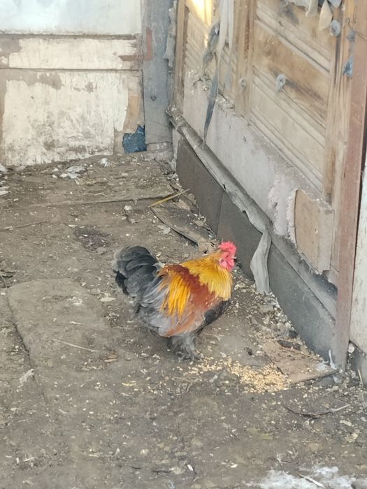 Бентамки (корольки кури)