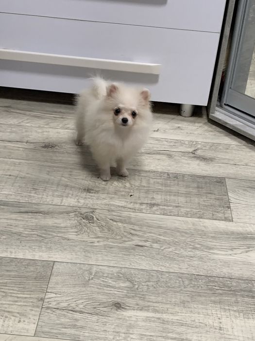 Маленькие шерстяные облачка