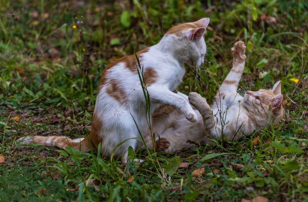 Młode kociaki do adopcji