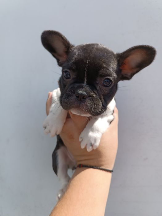 Миловидні Французи різних кольорів з доставкою до вас