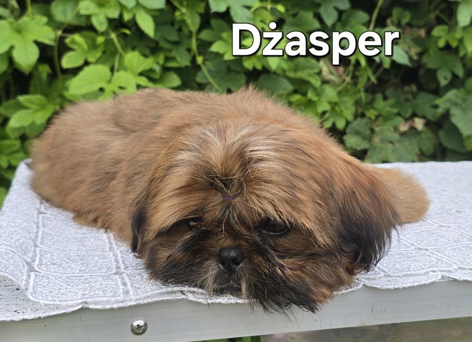 Piesek Shih tzu ZKWP