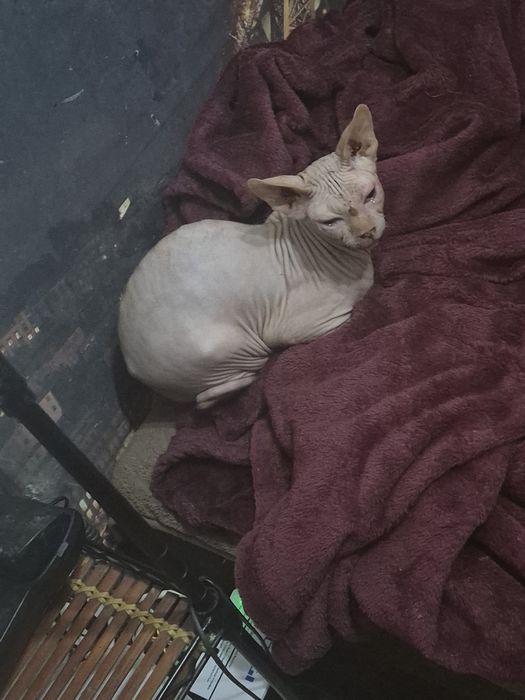 Gatinho com 7 meses