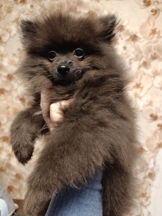 Померанский шпиц