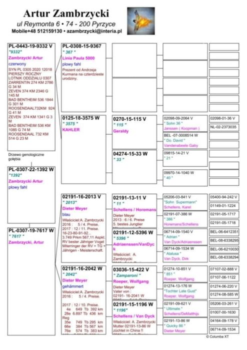 Gołębie Schellens,Drapa,Jansen,Van Dyck