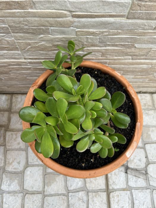 Vendo planta jade, bem enraizada.