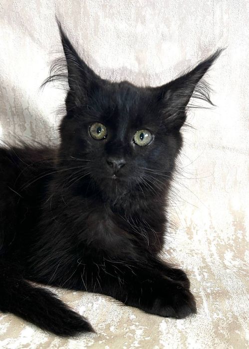 Дівчинка породи Мейн Кун