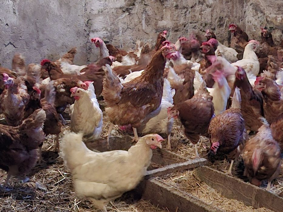 Kury młode nioski kokoszki