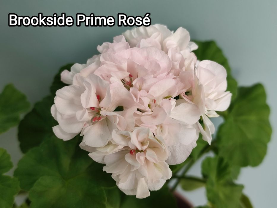 Сортова пеларгонія