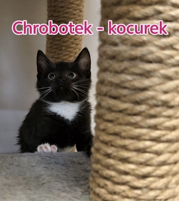 5 kociaków szuka kochajacych domów