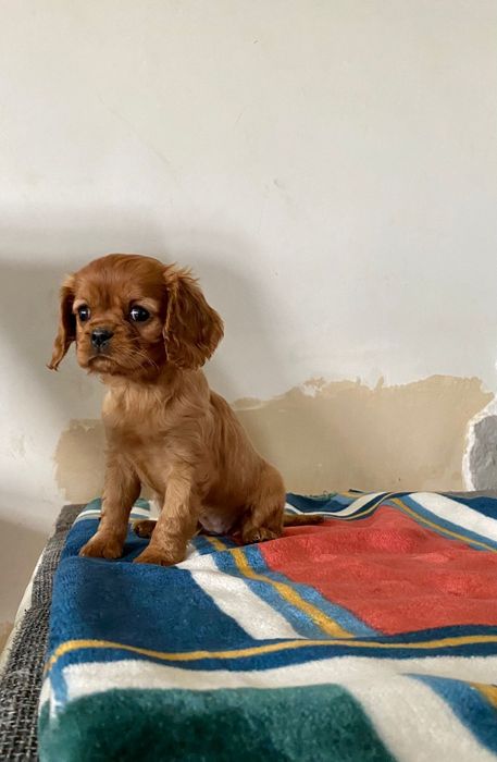 Cavalier King Charles spaniel piesek