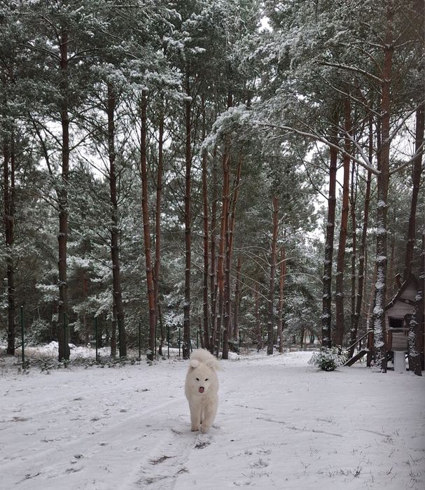 Opieka domowa Hotel dla psów i kotów oraz innych małych pupili